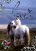 Love ponny xD